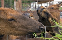 ND6 4751  Elk Farm
