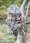 22 7  Clouded leopard cub
