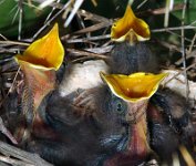 Mockingbird Nest