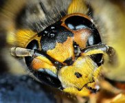 2011-04-09-16.36  Wasp