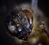 2016-04-23-12.20  Bee