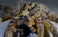 2016-10-02-15.42  Spider