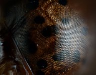 Eyes