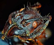 2011-09-24-09.40  Ant