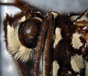 2014-10-25-15.11.16  Butterly