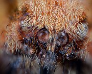 2015-01-02-14.50.18  Spider