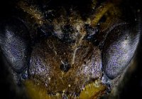 2016-03-19-12.20  Bee
