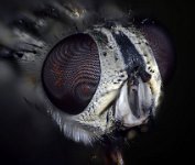 2016-04-24-11.09  Housefly