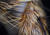 2016-10-01-12.26  Spider leg