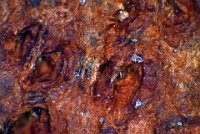 Leather 2017-11-04-18.31  Leather