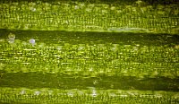 2016-05-25-16.38  Grass