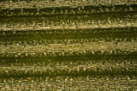 2016-05-31-10.33  Grass