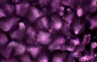 2020-05-25-13.54  Petal