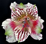 2011-02-13-13.53  Peruvian Lily