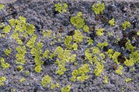 ND8 7621  Lichen, Crater Lake