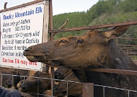ND6 4749  Elk Farm