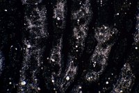 2017-10-07-16.09  Fingerprint on silicon wafer dark field